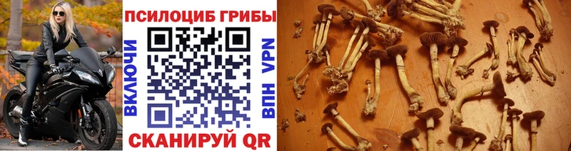 Псилоцибиновые грибы MAGIC MUSHROOMS  Купить где  Козьмодемьянск 